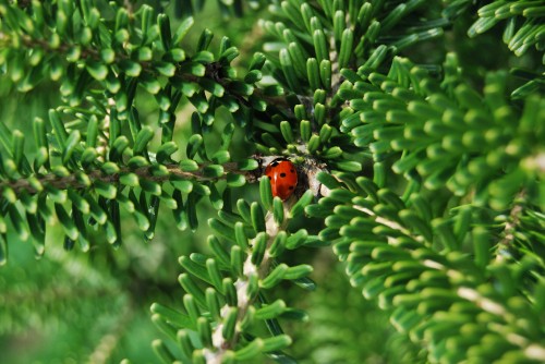 Image red and black ladybug on green plant during daytime