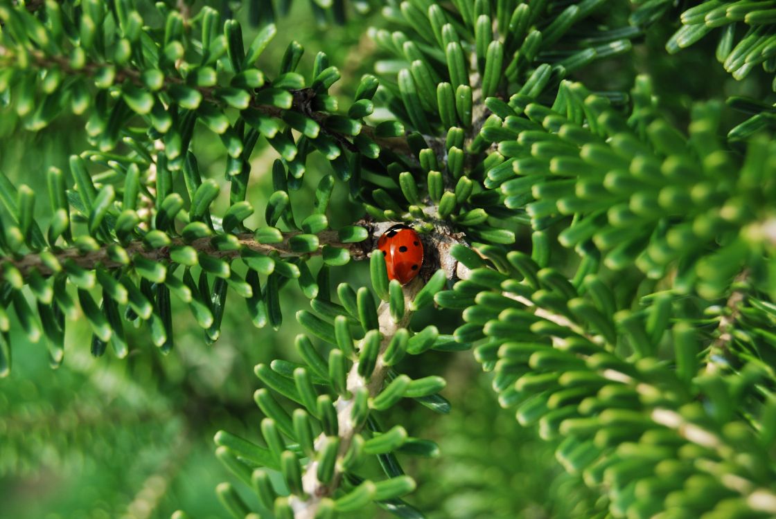 Red and Black Ladybug on Green Plant During Daytime. Wallpaper in 3872x2592 Resolution