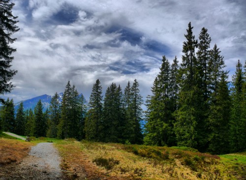 Image green pine trees under white clouds and blue sky during daytime