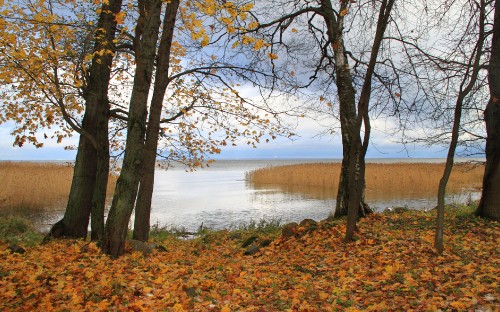 Image brown tree near body of water during daytime