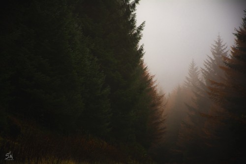 Image The coniferous forest, darkness, nature, tree, fog