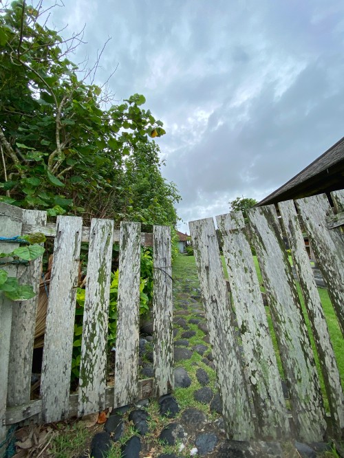 Image wall, rural area, groundcover, plantation, non vascular land plant