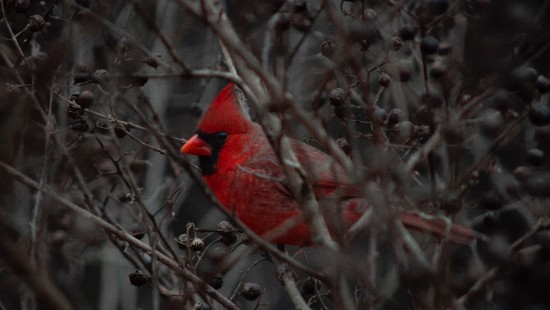 Image red cardinal bird on brown tree branch during daytime