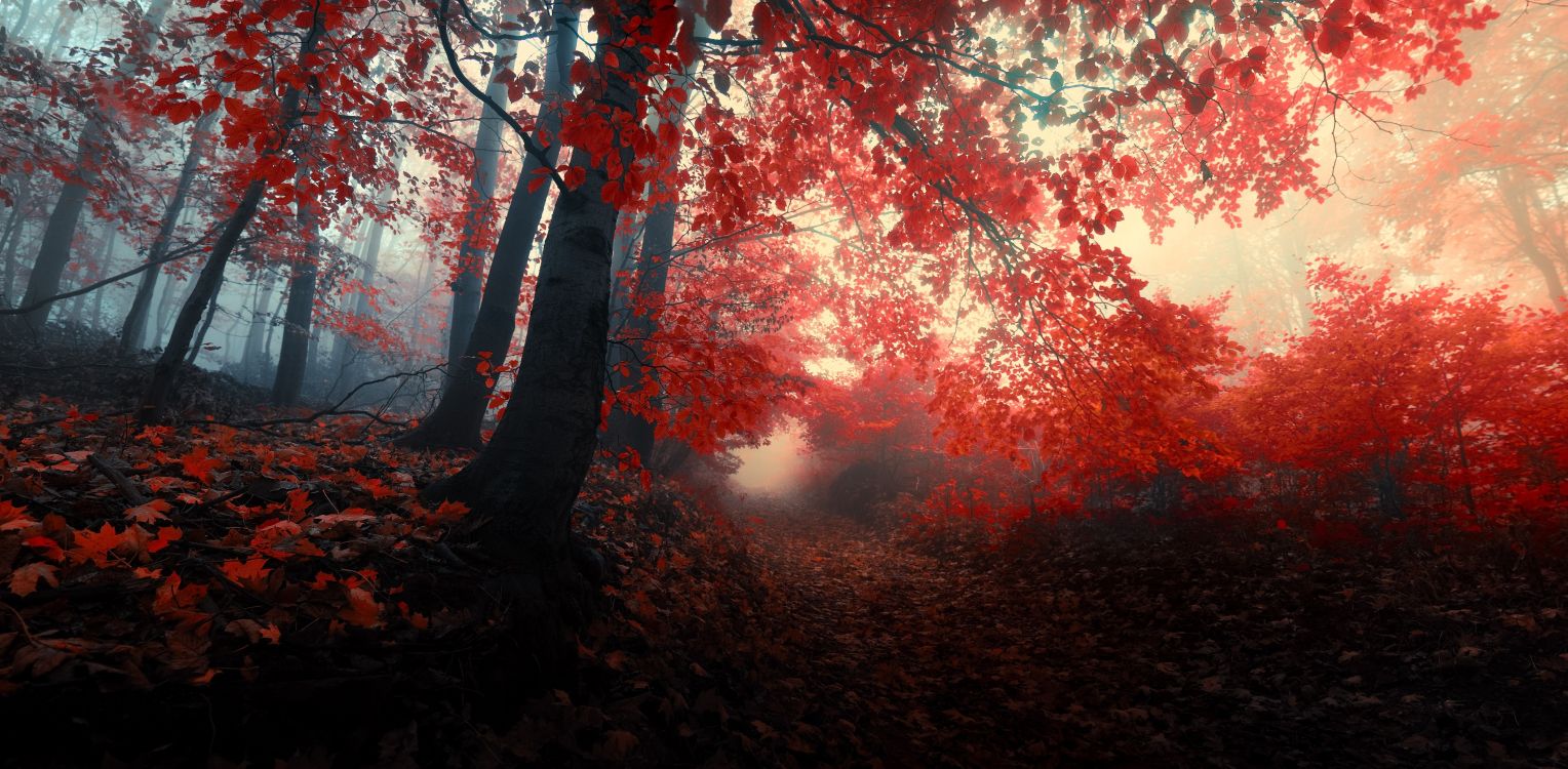 秋天的森林, 性质, 红色的, 森林, 作曲家 壁纸 4218x2069 允许