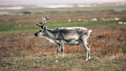 Image gray and white deer on green grass field during daytime