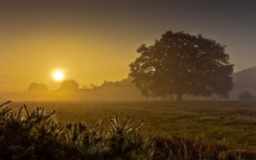 Image green grass field during sunset