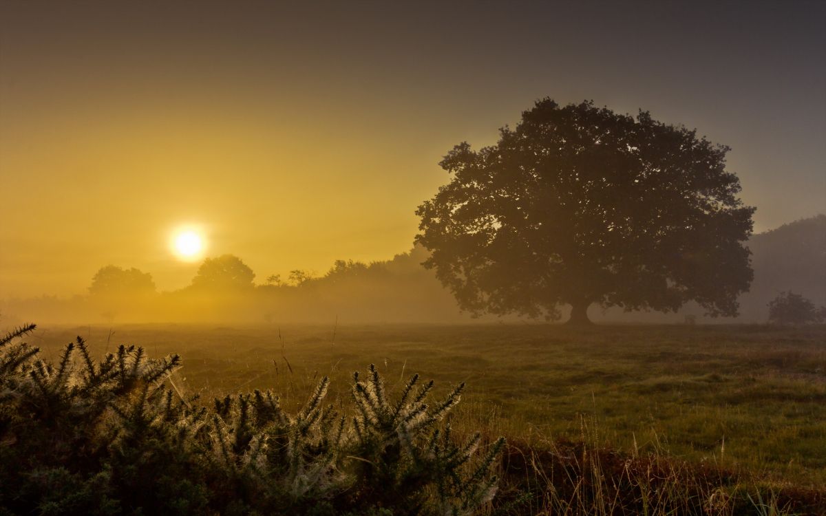 green grass field during sunset