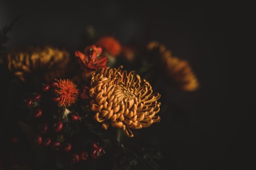 Image brown and red flower in close up photography