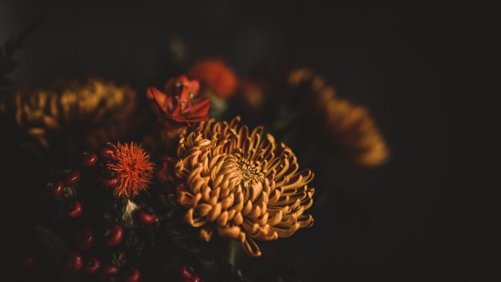 Image brown and red flower in close up photography