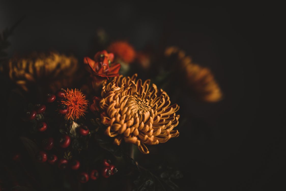 Brown and Red Flower in Close up Photography. Wallpaper in 7952x5304 Resolution