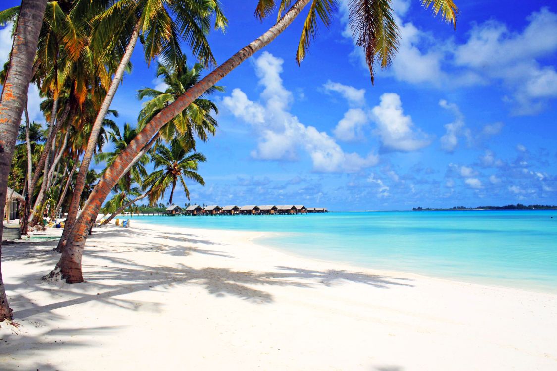 palm tree on beach shore during daytime