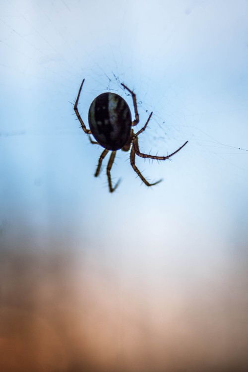 Image brown and black spider on web