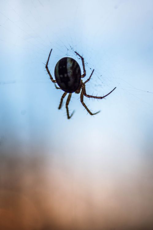 brown and black spider on web