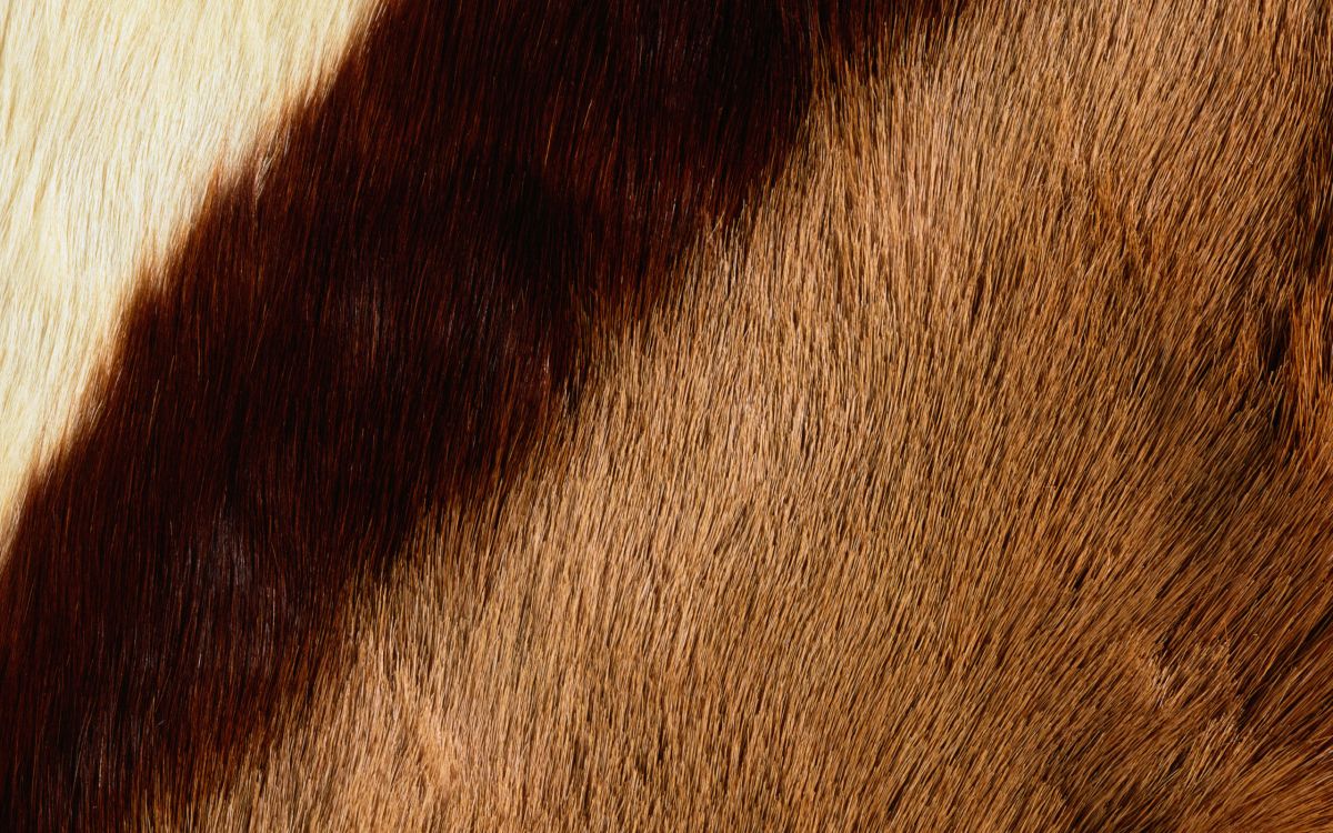 Brauner Und Weißer Pelztextil. Wallpaper in 2560x1600 Resolution