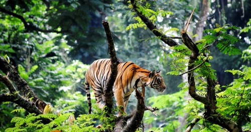 Image tiger on tree branch during daytime