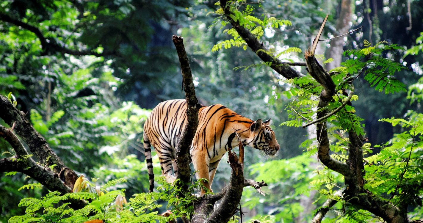 tiger on tree branch during daytime