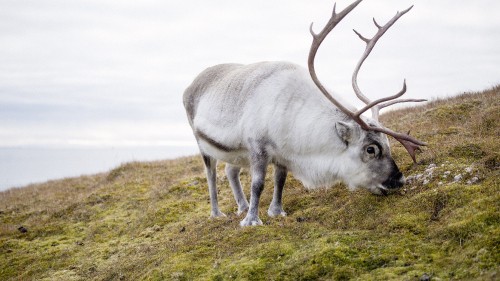 Image white and gray deer on green grass field during daytime