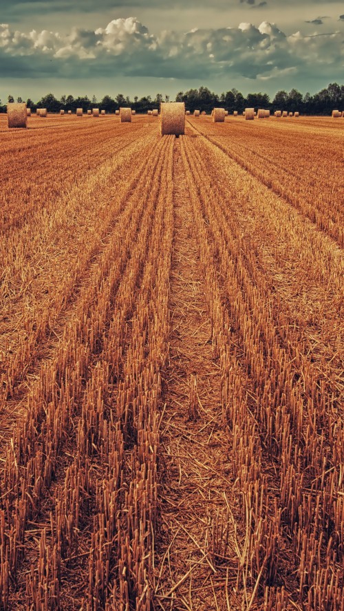 Image crop, agriculture, livestock, plant, cloud