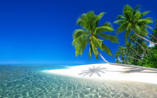 Image green palm tree on white sand beach during daytime