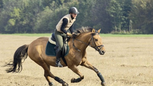 Image man in black jacket riding brown horse during daytime