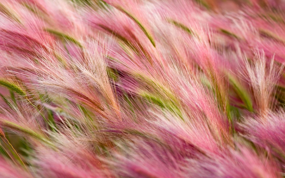 Pink and Brown Fur in Close up Photography. Wallpaper in 3840x2400 Resolution
