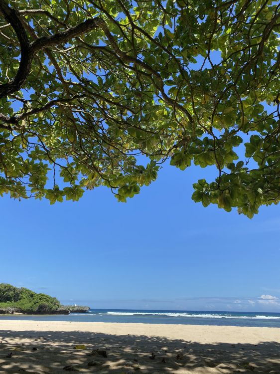 Rive, Côte, Azure, Plage, Rameau. Wallpaper in 1536x2048 Resolution