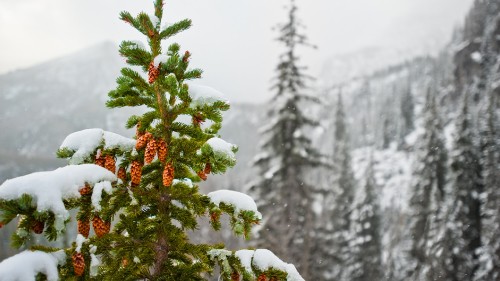 Image green and red plant on snow covered ground