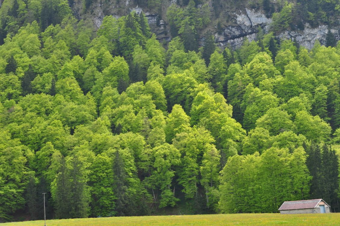 森林, 针叶树, 植被, 生态系统, 热带雨林 壁纸 4288x2848 允许