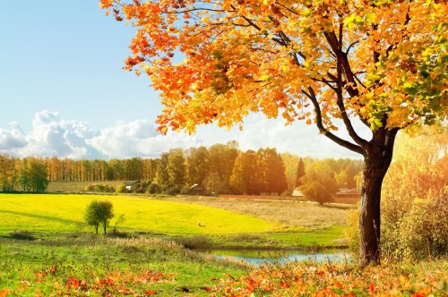 Image brown leaf tree on green grass field during daytime