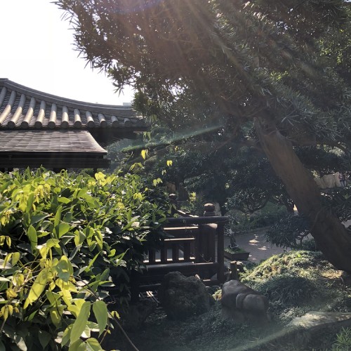 Image tree, vegetation, leaf, garden, roof