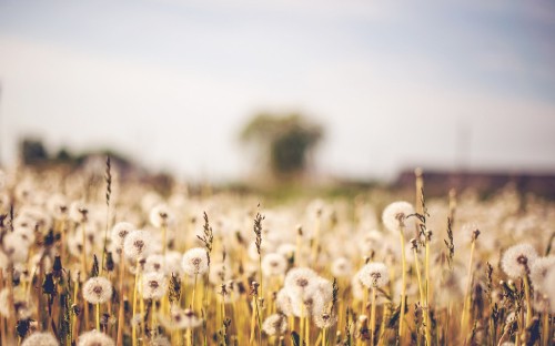 Image white dandelion field during daytime