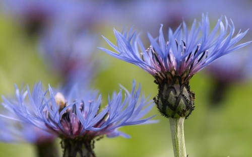 Image purple flower in macro lens