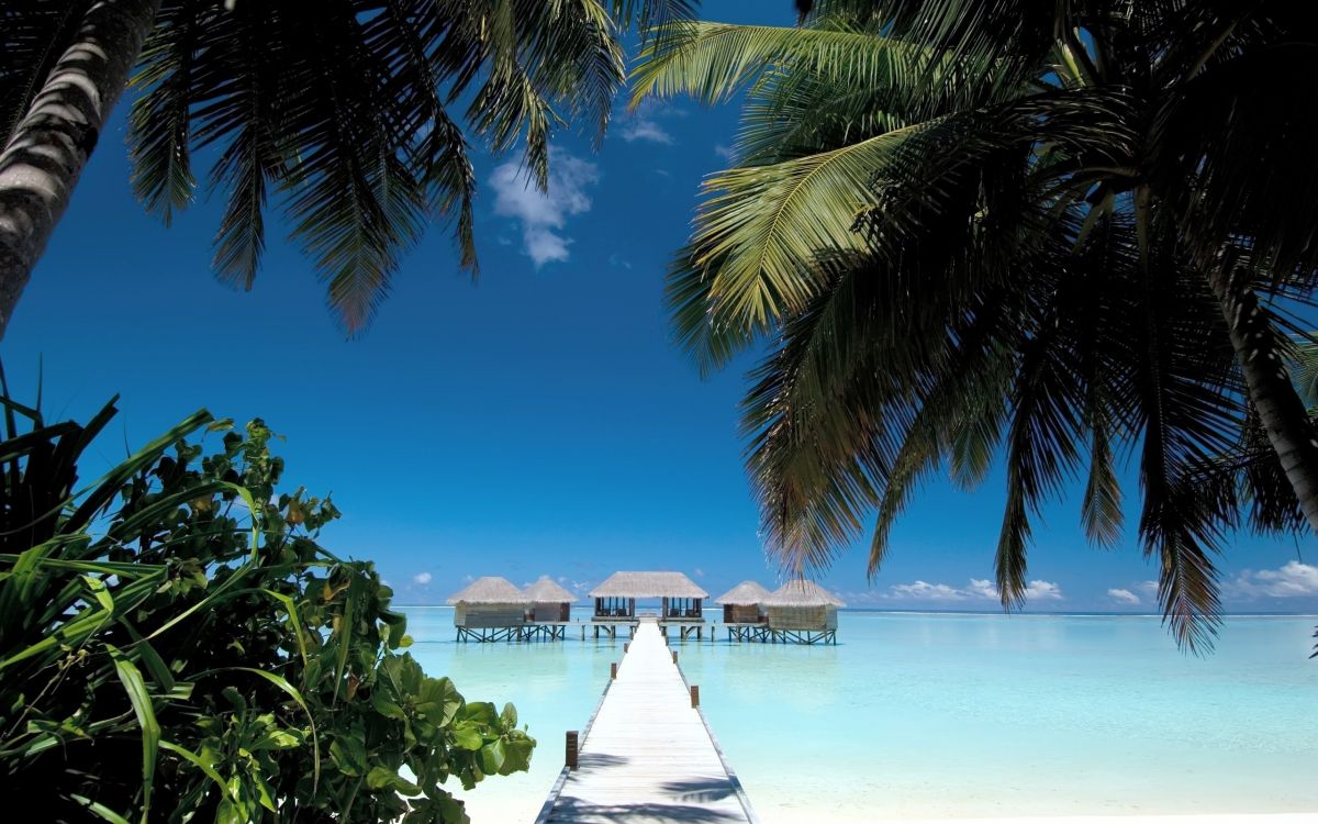 white wooden dock on beach during daytime