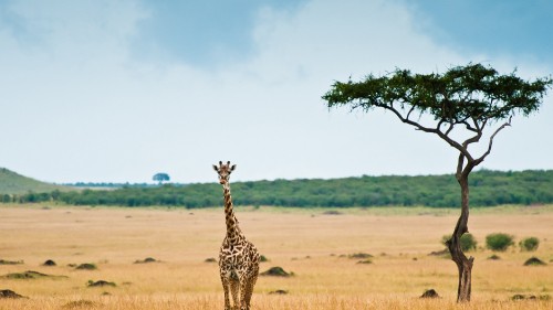 Image giraffe standing on brown grass field during daytime