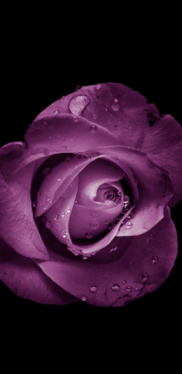 Image pink rose in bloom with black background