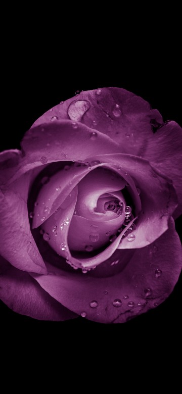 Image pink rose in bloom with black background