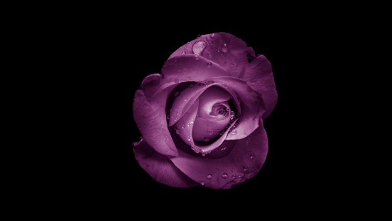 Image pink rose in bloom with black background