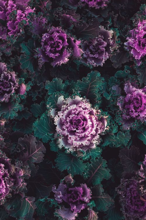 Planta, Col, Morado, Violeta, la Floración de la Planta. Wallpaper in 3456x5184 Resolution