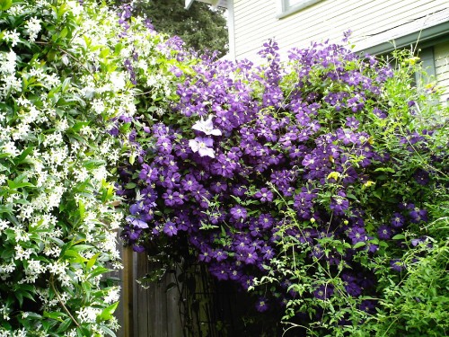 Image purple flowers with green leaves