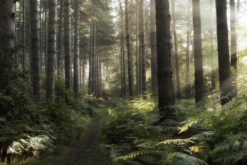 Image green trees in forest during daytime