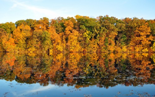 Image yellow and green trees beside lake during daytime