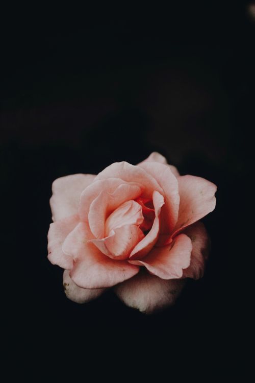 Pink Rose in Bloom Close up Photo. Wallpaper in 3072x4608 Resolution