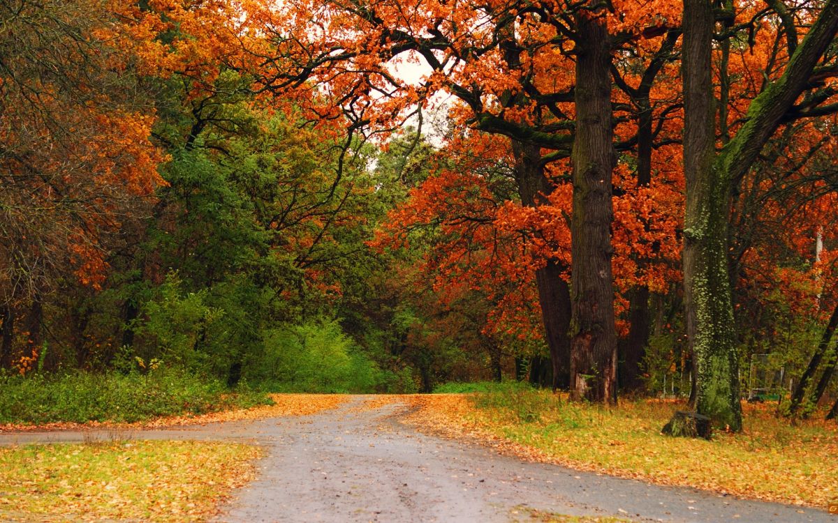 gray concrete road between trees during daytime