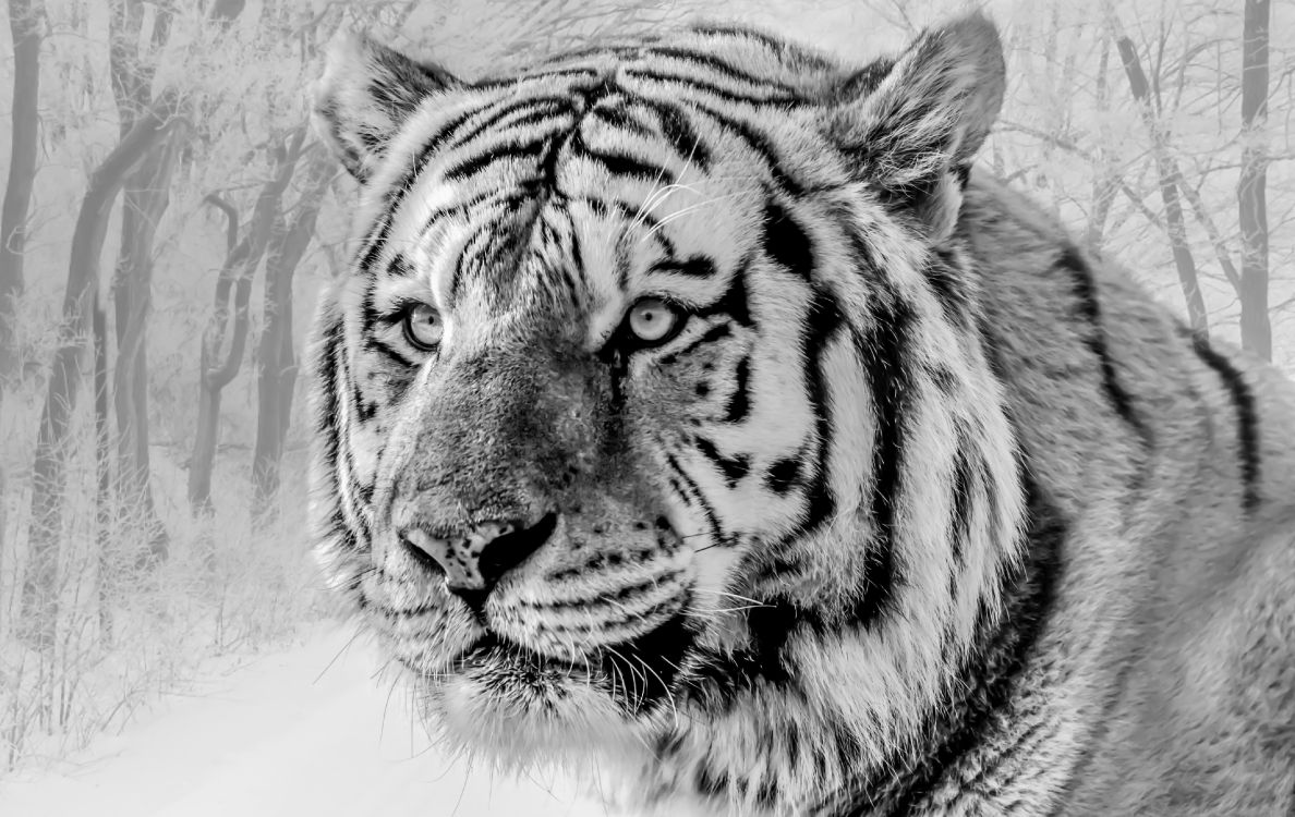 White Tiger, Siberian Tiger, Felidae, Bengal Tiger, Big Cat. Wallpaper in 4288x2707 Resolution