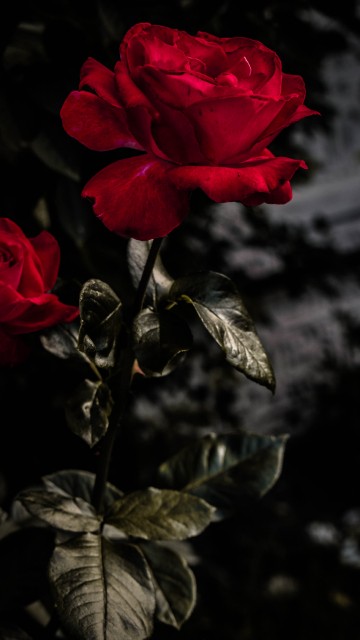 Image red rose in bloom during daytime