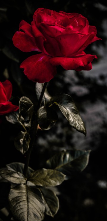 Image red rose in bloom during daytime