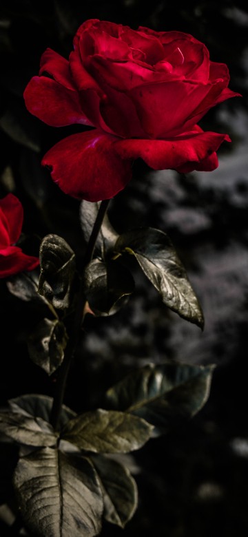 Image red rose in bloom during daytime
