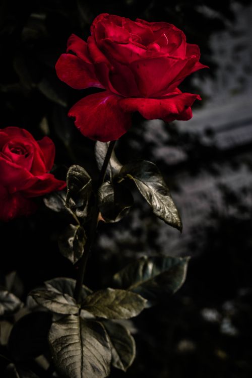 Rote Rose Blüht Tagsüber. Wallpaper in 4000x6000 Resolution
