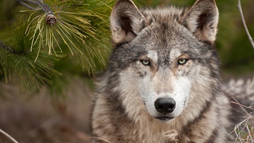 Image grey wolf near green grass during daytime