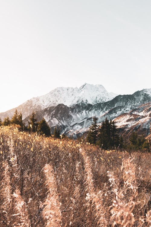 Image mountain, mountainous landforms, M-tree, highland, snow